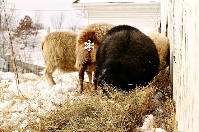 Icelandic ewes enjoying their hay on Litengård - Little Farm in Wisconsin