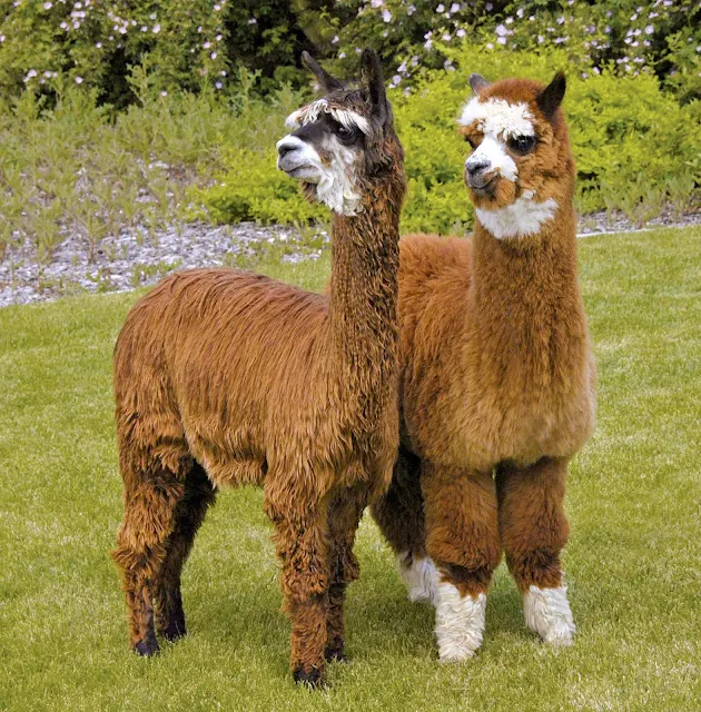 Alpacas