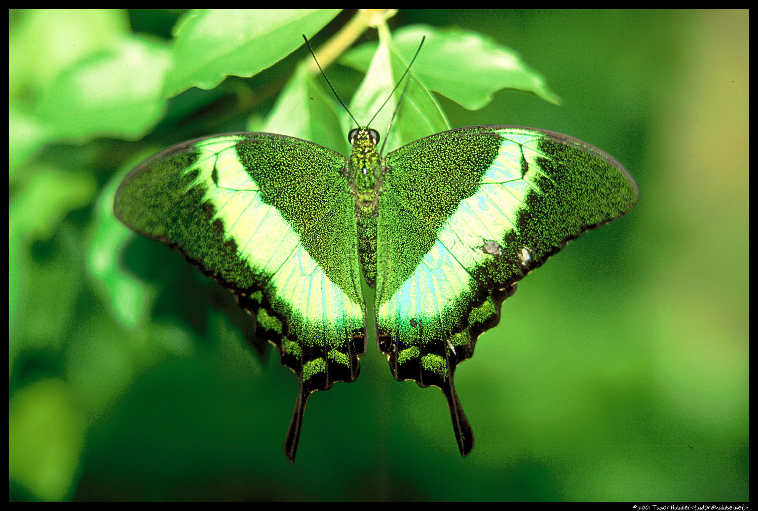 Green Butterfly Wallpaper