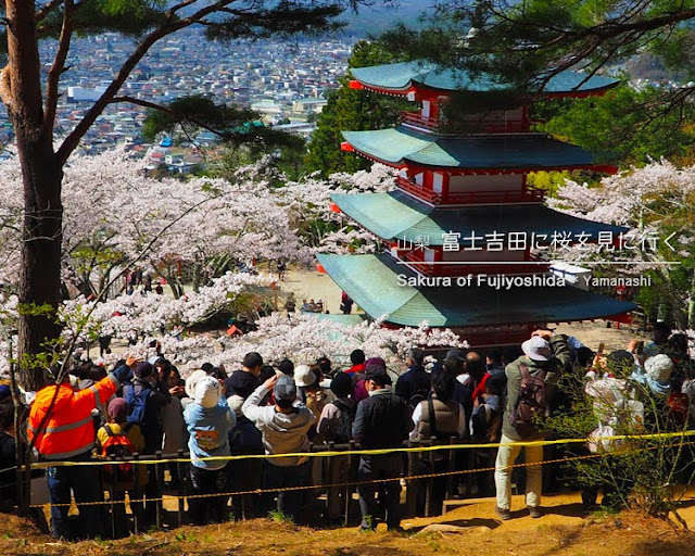 新倉山浅間公園の桜を見に富士吉田へ！