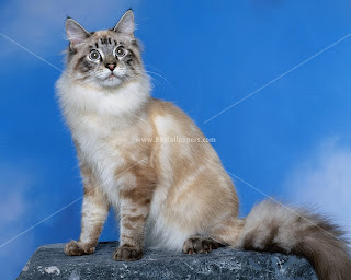 cats high quality breeds