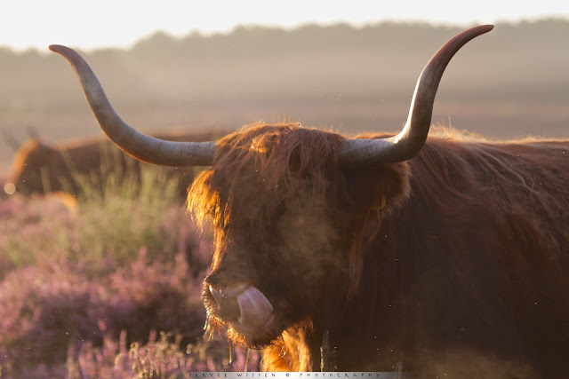 De Schotse hooglanders ademen wolkjes waterdamp in de frisse lucht boven de paars gekleurde heide - Scottish Highlanders breath clouds of water vapor in the fresh air above the purple heath