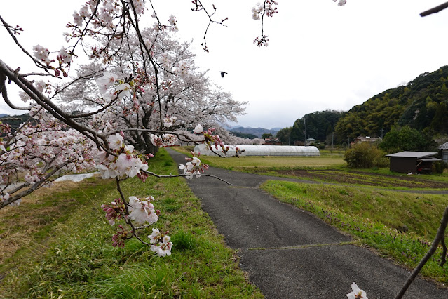 鳥取県西伯郡南部町法勝寺 東長田川沿いの堤防道路