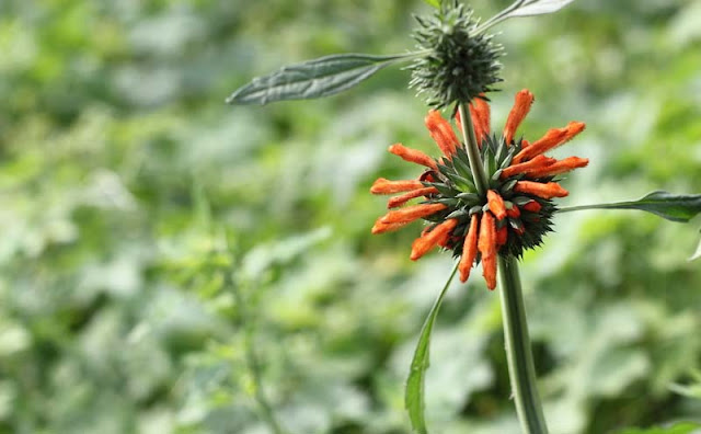 Lions Ear Flowers Pictures