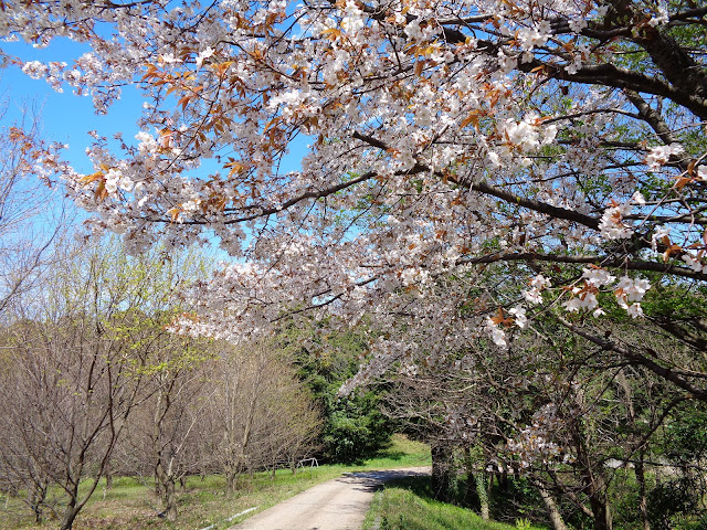 むきばんだ史跡公園の山桜