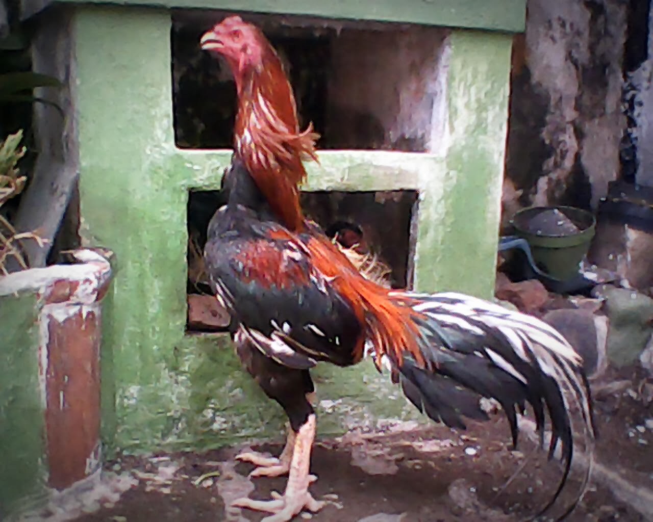 Cara Merawat Ayam Bangkok Aduan Yang Baik Dan Benar EkoDoc