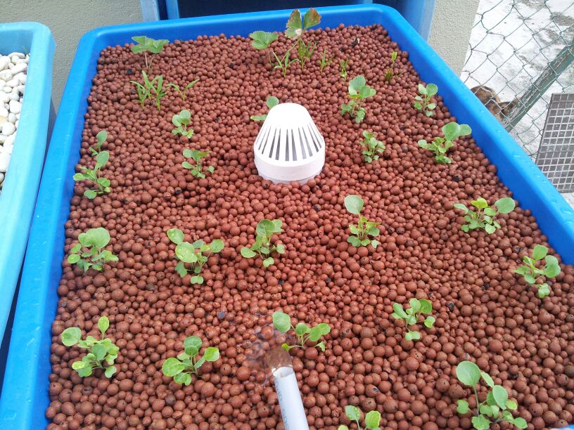 Affnan's Aquaponics: Setting Up A Simple Aquaponics System