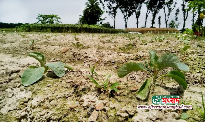 ভালো দামের আশায় নওগাঁয় আগাম শীতকালীন কপি চাষ