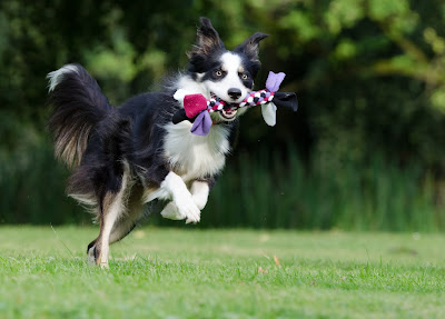 Exercising your obese dog