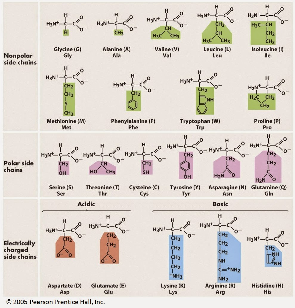 Biochemistry CHEMISTRY OF AMINO ACIDS