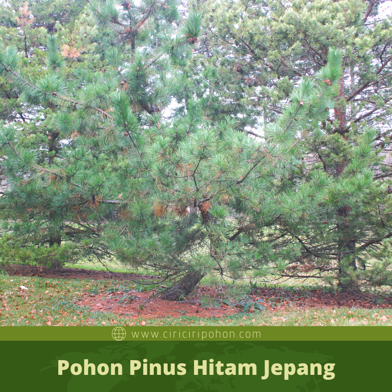 Ciri Ciri Pohon  Pinus  Hitam Jepang Pinus  thunbergii Di 
