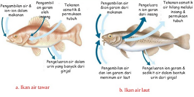 Hasil gambar untuk adaptasi fisiologi hewan