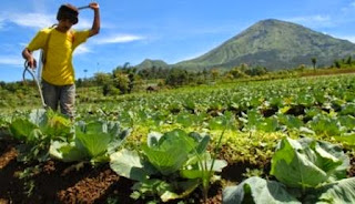 peluang usaha agrobisnis, hambatan agrobisnis