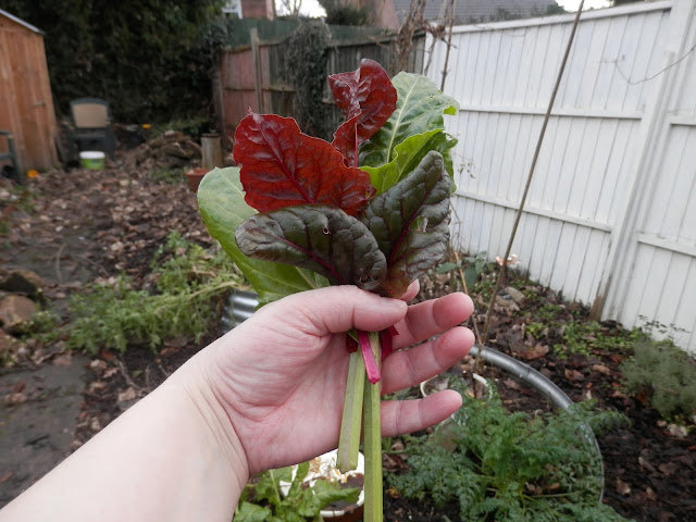 Diary of a suburban permaculture (ish) garden, Winter 2017-18. By UK garden blogger secondhandsusie.blogspot.com #gardenblogger #suburbanpermaculture #ediblegarden #organicgarden #suburbangarden 