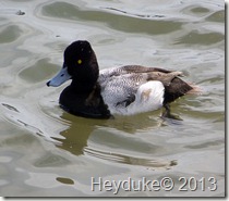 Lesser Scaup