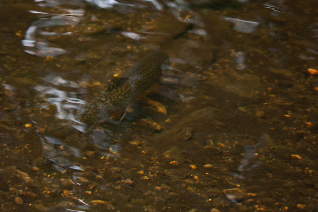 Massachusetts Wild Native Brook Trout