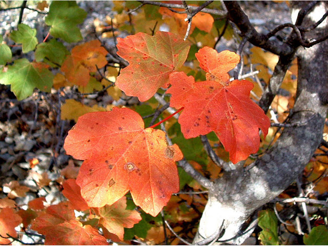 Dried Leaves Wallpaper