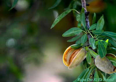 बादाम ~ Badam ~ Almond