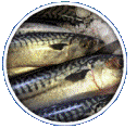 ikan mackerel omega 3