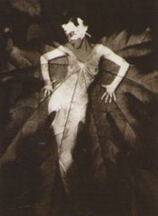 Albert Renger-Patzsch - Bosque de hayas - 1936
