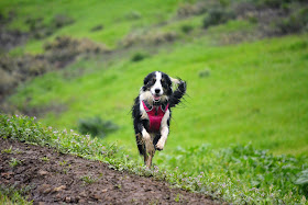 Border collie wearing Ruffwear Front Range harness in rain.