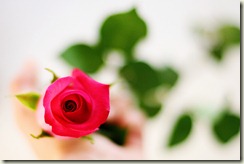 Rose in hand