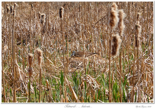 Tidmarsh: ... hideouts...