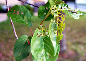 having had a good meal on these leaves, I guess they were moving on