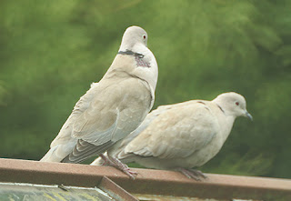 loving doves ecard