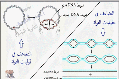 جزيئات ال Dna