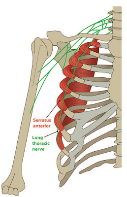 Serratus Anterior with Thoracic Nerve - El Paso Chiropractor