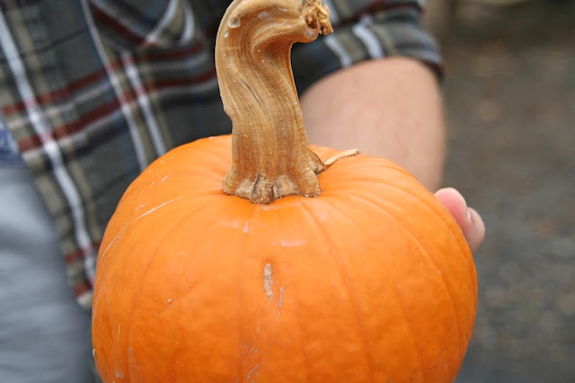 perfect pumpkin