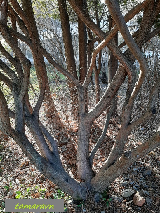 Тис остроконечный (Taxus cuspidata)