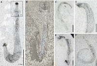 http://sciencythoughts.blogspot.co.uk/2016/01/scathascolex-minor-palaeoscolecid-worm.html