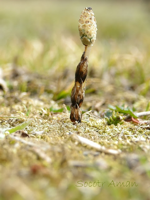 Equisetum arvense