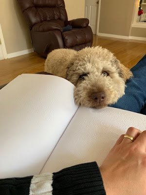 Anahit LaBarre sits reading a Braille book as Moka, a light tan labradoodle, looks on waiting to be petted