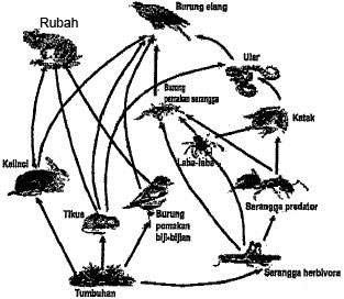 Pembahasan Biologi UN 2021 No 6 10