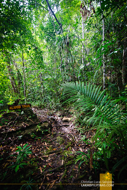 Alamid Trail at the Philippine Tarsier & Wildlife Sanctuary in Bohol