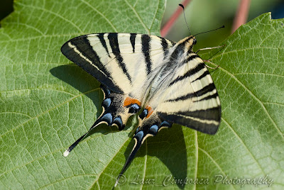 Coada randunicii Segelfalter Scarce Swallowtail Flambé Kardoslepke Iphiclides podalirius