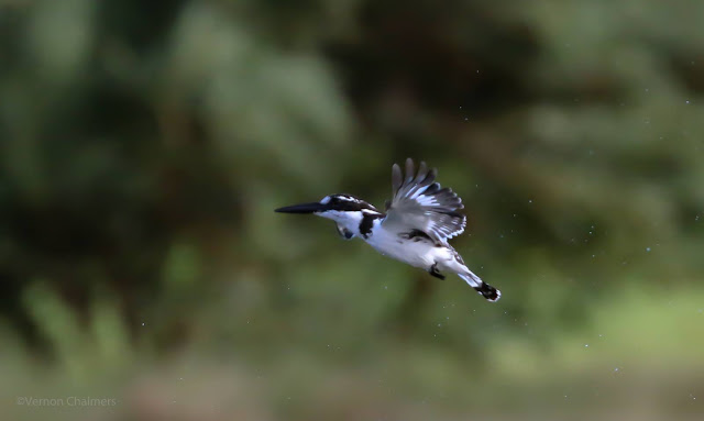 Auto ISO Study for Birds in Flight Photography