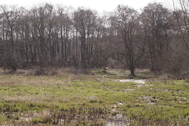 spring in Norfolk countryside