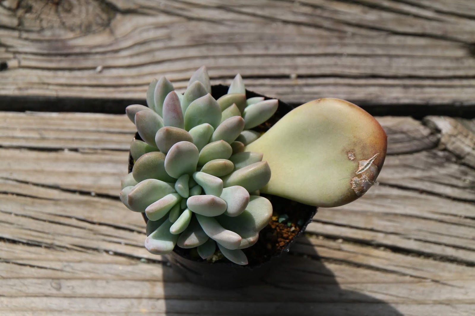 たにくのたのしいく オパリナ葉挿し苗の植替えやサボテンの開花など