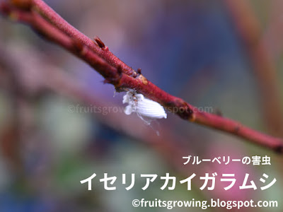 イセリアカイガラムシ ブルーベリーの害虫