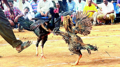 Judi Ayam di Myanmar