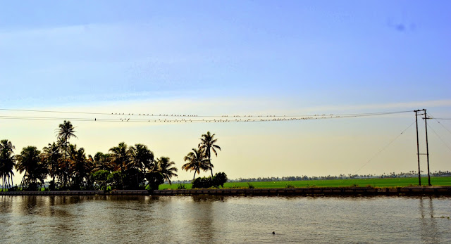Alappey backwaters - Kerala