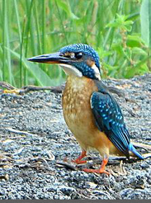 burung raja udang