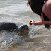 Feeding  plants to large Sea Turtle at beach