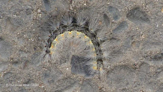 Hyphantria cunea (caterpillar) DSC47441