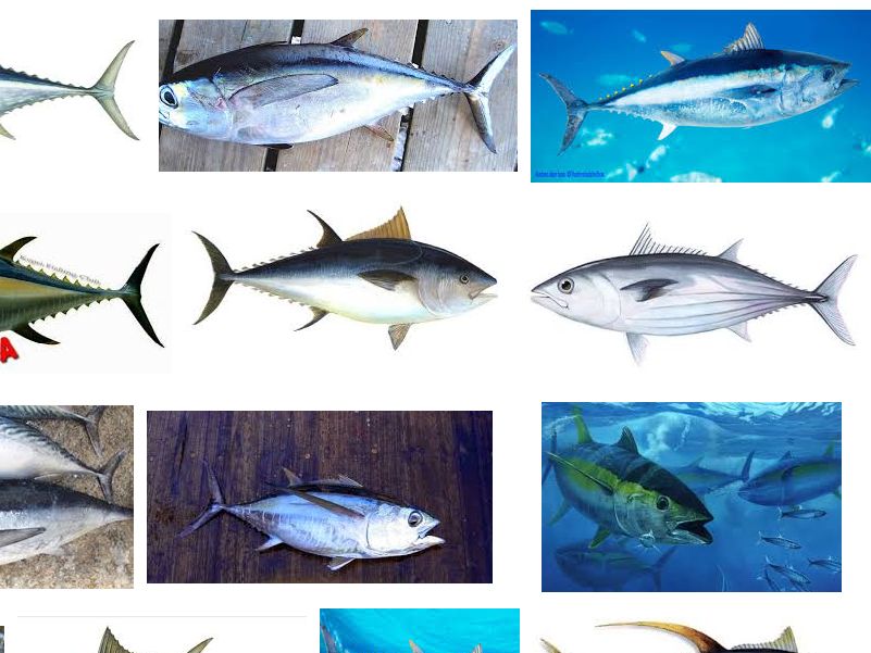 Mengenal Ikan Tuna