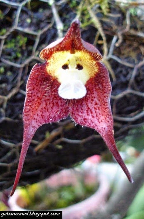  Bunga  Orkid Seperti Monyet  Gaban Comel